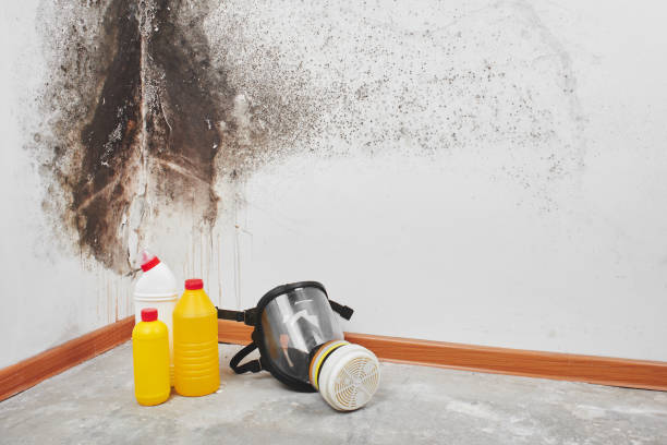 Best Mold Removal Near Me  in Rossmoor, CA