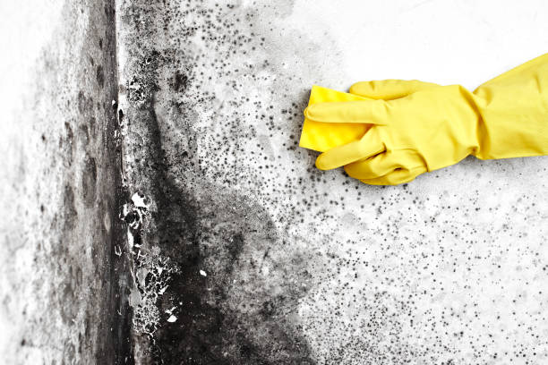 Best Certified Mold Removal  in Rossmoor, CA