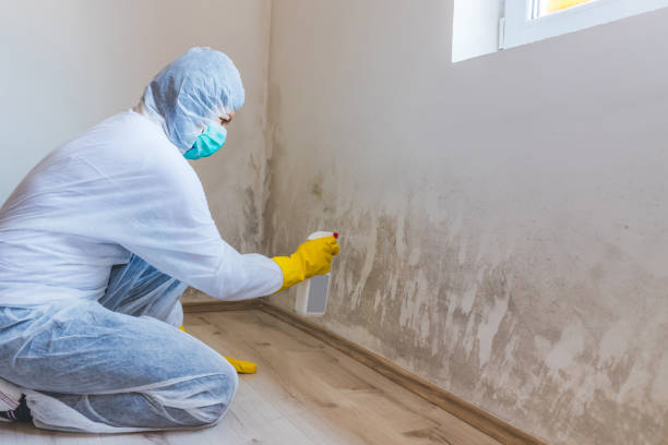 Attic Mold Removal in Rossmoor, CA