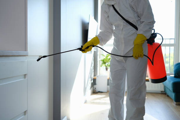 Best Same-Day Mold Removal  in Rossmoor, CA