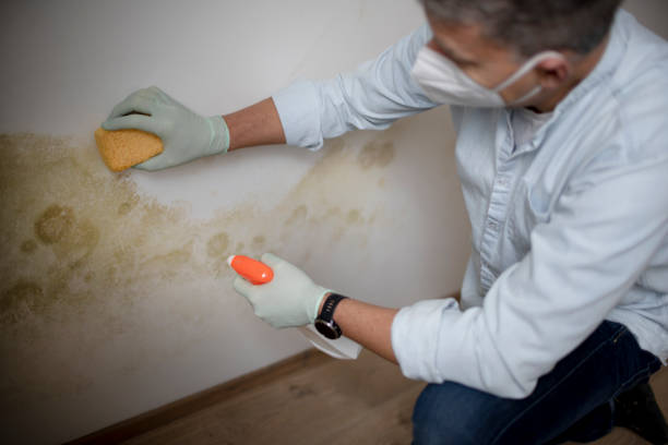Best Black Mold Removal  in Rossmoor, CA