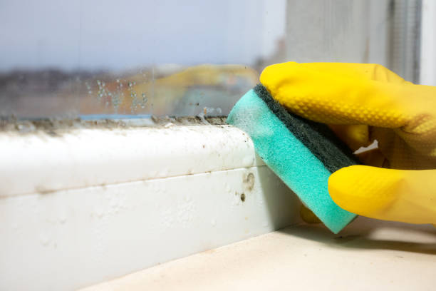 Best Local Mold Removal Service  in Rossmoor, CA