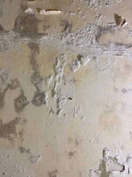 Best Office Mold Removal Services  in Rossmoor, CA