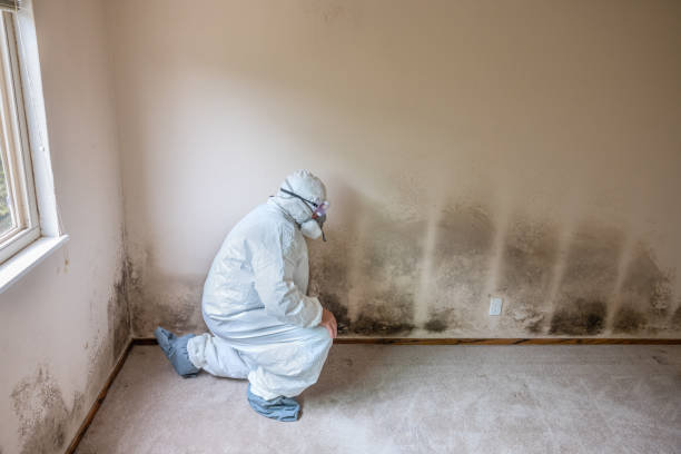 Best Office Mold Removal Services  in Rossmoor, CA