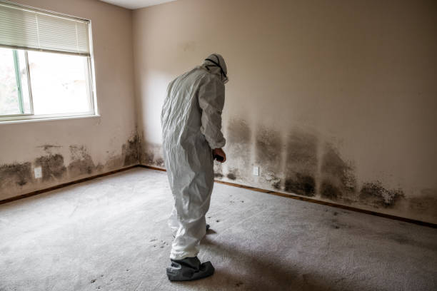 Best Professional Mold Removal  in Rossmoor, CA