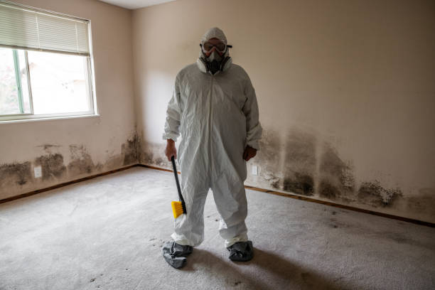 Best Mold Damage Repair  in Rossmoor, CA
