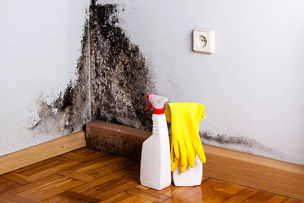 Best Water Damage Restoration  in Rossmoor, CA
