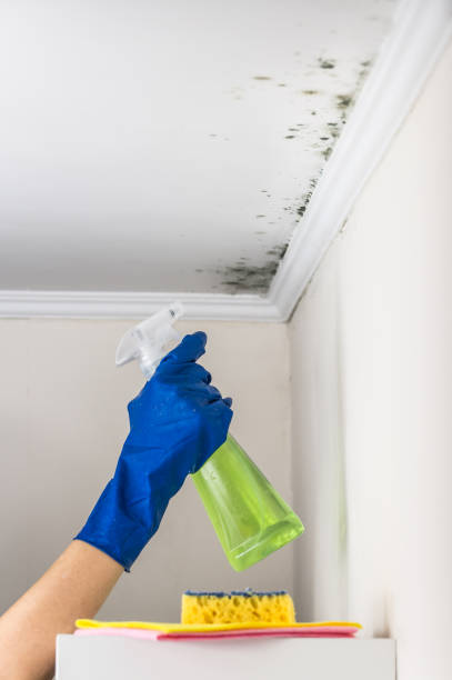 Best Affordable Mold Removal  in Rossmoor, CA