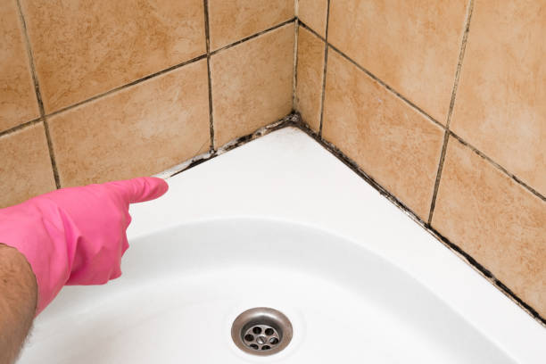 Office Mold Removal Services in Rossmoor, CA