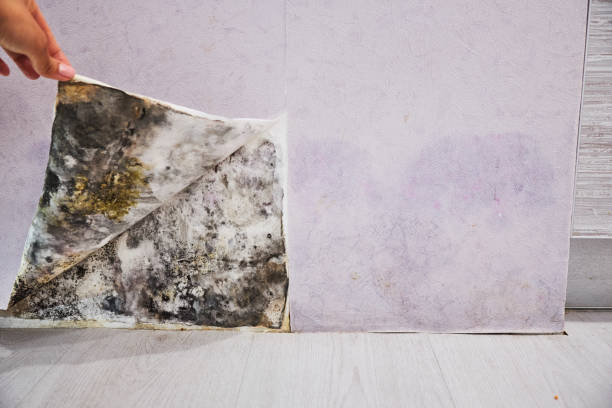 Reliable Rossmoor, CA Mold Removal Solutions